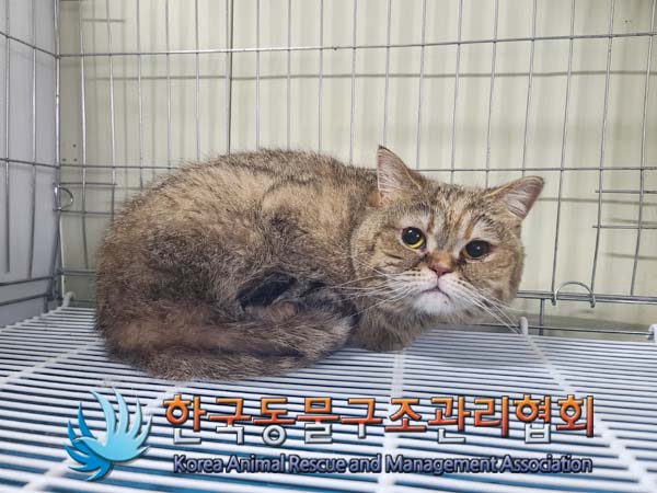 종료(입양) 믹스묘…